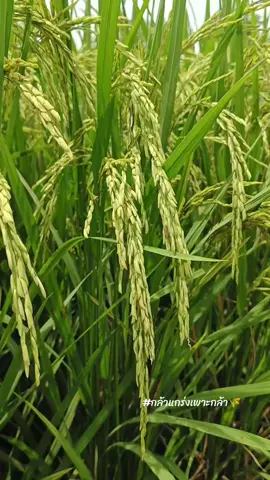 ใบสะอาดมากๆ สู้ๆนะแม่🌾🌾#พันธุ์ข้าวกล้าแกร่ง #กล้าแกร่งเพาะกล้า #แปลงทดลองกล้าแกร่ง 
