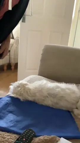 This dog 🐾😂 I can confirm, he did not go for a walk 😂😂  #dogsoftiktok #dog #dogsofttiktok #dogs #doglover #funnydog #funnydogs #funnydogvideos #funnydogsoftiktok #funnydogsvideo #funnydogvids #funnydogstuff #maltesedog #malteseoftiktok #funnyvideos #funny #funnymoments @weratedogs 
