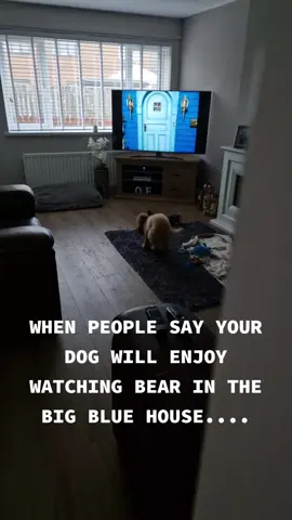When people say your dog will enjoy watching Bear In The Big Blue House #cockapoo #puppy #puppytiktok #dogsoftiktok 