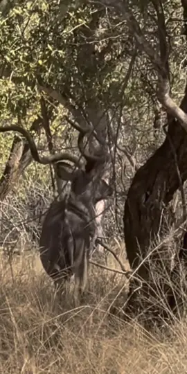 Big bull,  Kudu my favorite 😍 💙. 