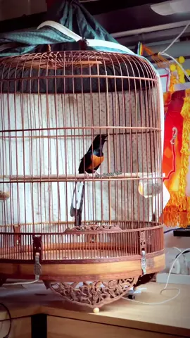 Choè Lửa Gia Lai hót ngày bão