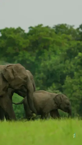 Elephants in Sri Lanka 🐘🍃🇱🇰  Wild elephants in Sri Lanka are an iconic symbol of the country’s rich biodiversity and a true wonder of nature. The island is home to over 5,000 Asian elephants, which roam freely in national parks like Minneriya, Udawalawe, Yala, Wasgamuwa etc.  These majestic creatures play a vital role in the ecosystem, aiding in seed dispersal and maintaining forest habitats. Observing elephants in their natural environment is a breathtaking experience, showcasing their intelligence and social bonds.  Conservation efforts, including protected areas and elephant corridors, help preserve these gentle giants, allowing them to thrive and contribute to the island’s natural beauty. 📍Sri Lanka 📸 @zonchophoto / @amalprasad 🎶 Daniel Deuschle 🎥 Sony A7iv / 200-600mm @cameralk_  #srilanka #lka #visitsrilanka #srilankatravel #sunset  #srilankadaily #wildlife #leopard #elephant #wildnature #natgeo #natgeowild #discoverwithtiktok 