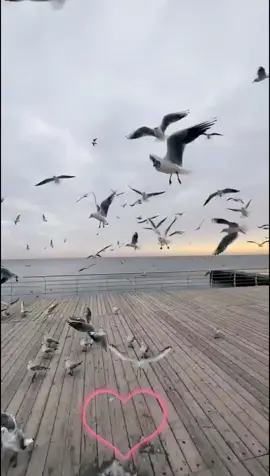 #tiktok #💔😔🥀 #جرح_القلب #💔🥺🥀 #القلب_الحزين #💔🥀😔 @(ملكه) الا(حساس )@ 