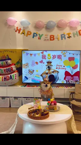 柴犬の誕生日だよ#柴犬 #可愛い #dog #誕生日 #fyp 