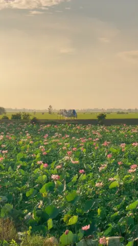 Có một nơi vẻ đẹp bình yên đến lạ, đó là quê nhà #mientay #dongthap #ruonglua #quenha #binhminh 