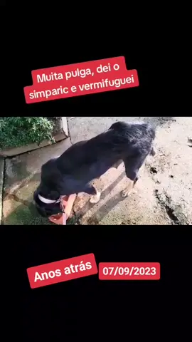 #anosatrás #animais #animaisdotiktok #resgateanimal #animais_de_estimação #resgate #rebeca 