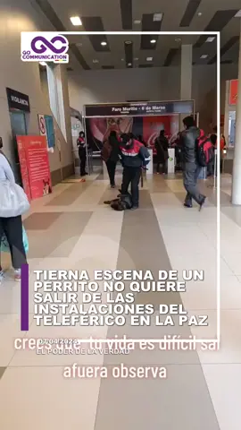 📌#LaPaz | Un guardia de seguridad, amigo del #perrito, lo va arrastrando mientras él hace todo lo posible para no ser sacado del lugar. 🟢WhatsApp Grupo 3► https://chat.whatsapp.com/BJ2cOS9gbjQ5adtU83Z4SE 🟡WhatsApp Canal► https://whatsapp.com/channel/0029Va7C0epA2pL4r3PiKa1F #AmorPorLosAnimales #Tierno #hermoso  #tierno  #tiernos  #tiernosperritos  #tiernosyadorables  #ternura  #hermoso  #hermosoperrito  #amorporlosanimales #amorporlosanimales♡  #amorporlosanimales🐾  #amorporlosanimales🐶  #teleférico  #teleféricolapaz  #teleféricolapaz🇧🇴🎶 #miteleférico  #perritos  #perrito  #perritostiktokers  #perritostiktok #lapaz  #lapaz_bolivia🇧🇴  #lapazbolivia  #lapazbolivia🇧🇴  #bolivia  #bolivia🇧🇴  #bolivia🇧🇴tiktok  #boliviatiktok  #bolivianoticias  #bolivianoticias🇧🇴  #noticiasbolivia  #noticiasbolivia🇧🇴 