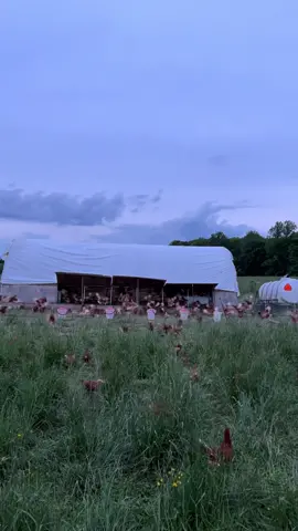 Expert level bird herding #chickens #hens #eggs #homestead #farmlife #lordoftherings #concerninghobbits 