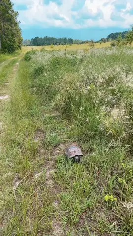 Always gotta give a little shout-out when I see some beautiful Florida wildlife #nature #environment #florida #animals #conservation #fyp 