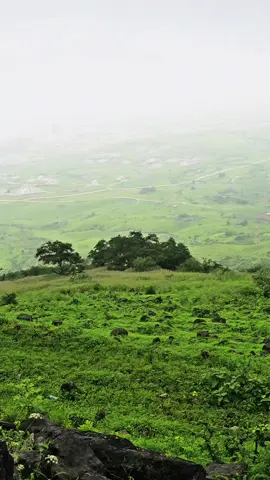 عرام  ولايه طاقه  صرب ظفار  7/9/2024