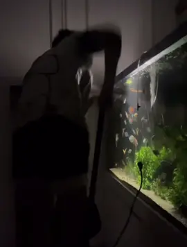 Cập nhật tình hình bão Yagi của ae đồng ngư tới đâu rồi. Nghĩ cảnh này thấy hiu thiệt 🥹 Ae miền Bắc tránh bão an toàn nhé #hh_aquadecor #thuysinh #cacanh #aquariums #bãoyagi 