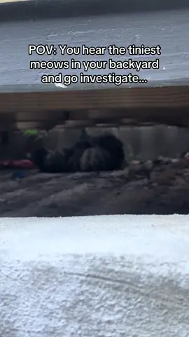 Even as a teenage mom, she take care of them kids 🥹😭🫶🏾  #catdistributionsystem #cat #catsoftiktok #communitycats 