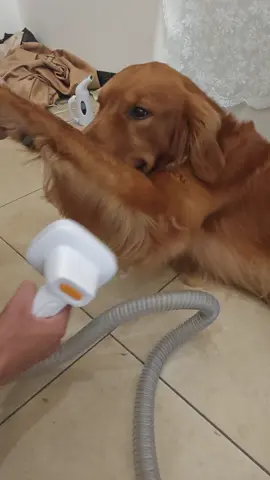 #pet#dog#PetsOfTikTok 