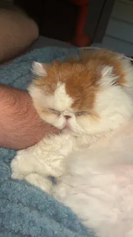 SCAMMER GETS SCAMMED !!! #cat #cats #catsoftiktok #gizmosbizmo 