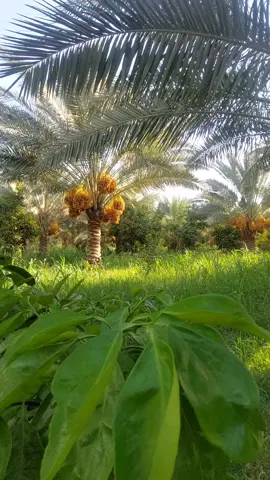 #بساتين_واسط_العزيزيه #اللهم_صلي_على_نبينا_محمد #ماشاءاللّٰه #صويره_عزيزيه_زبيديه_نعمانيه_موفقيه_ #بساتين_ديالى🍊🍊 #شعب_الصيني_ماله_حل😂😂 #اكسبلورexplore #مشاهير_تيك_توك_مشاهير_العرب 