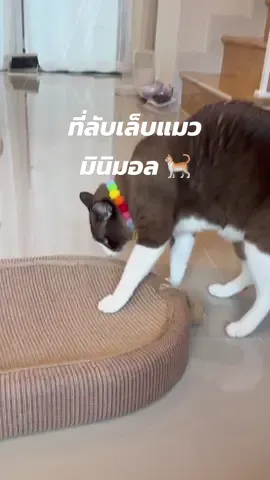 ที่ลับเล็บแมวมินิมอล สีสวย ตรงปก ไม่จกตา ราคาไม่แพง 😻 #ที่ลับเล็บแมว #ของใช้แมว 