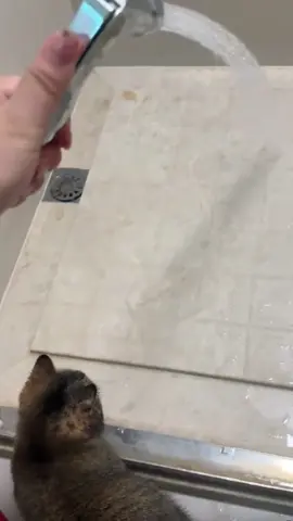 #cat #kitty #cats #asmr #adorablecat #catlover #cutecat #catoftiktok #cute #meow #funnyvideos #kat #pet 