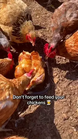 le poulet c'est trop bon