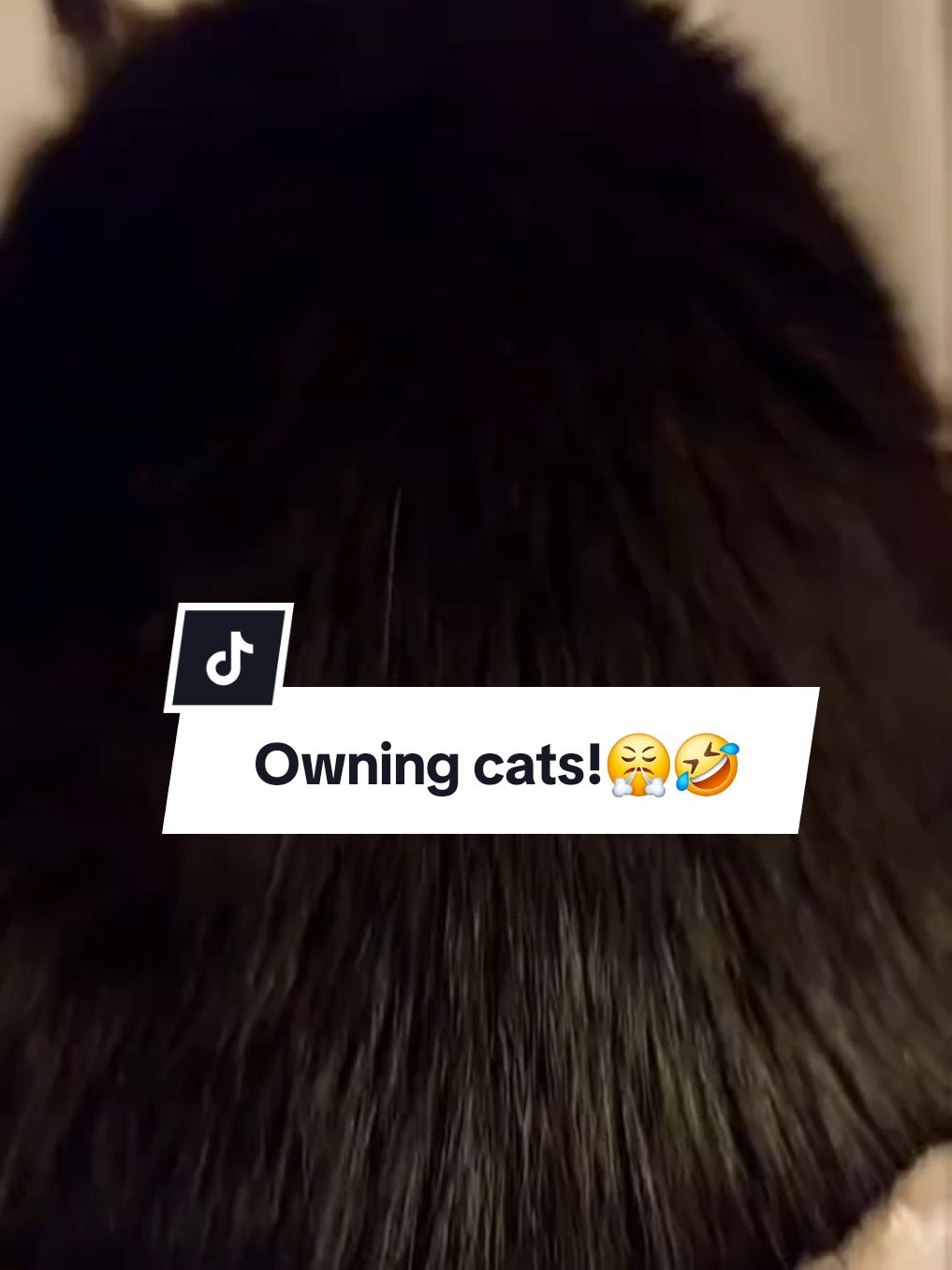 Owning cats be like:🥴🤣 #funnyvideos #catsoftiktok #blackcats #kittytheduchess #memes #cats #funnycats 