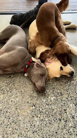Friends that play together, stay together ❤️🐾   We are all about spreading the love at Heidi’s Houndstay !!🐕 #dogsoftiktok #fyp #doggydaycare #doglove #doggybus #belongtogether #friends 