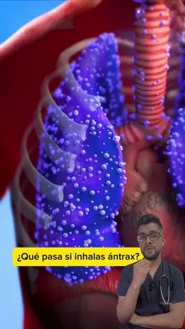 ¿Qué pasa si inhalas ántrax? 🦠🫁⚠️ #curiosidades #salud  #SabiasQue #medicina 