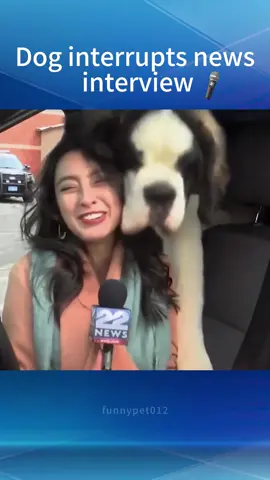 Dog interrupts news interview🎤 #dog #dogsoftiktok #fyp #foryou #foryoupage #dogsbehavior #cutedogs #funnydog #funnyanimals #pet #usa #usa_tiktok 