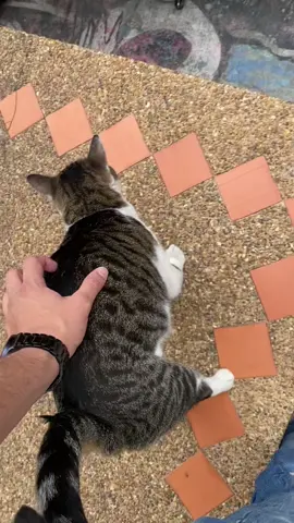 Tragate un cuarzo #energia #animales #feeling #fyp 