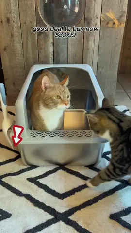 If your cat pees standing up, this litter box is a must #litterbox #stainlesssteellitterbox #catlitterbox #catlitter 