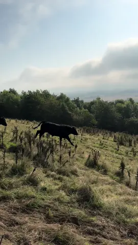#fyp #foryoupage #happy #animal #cow 