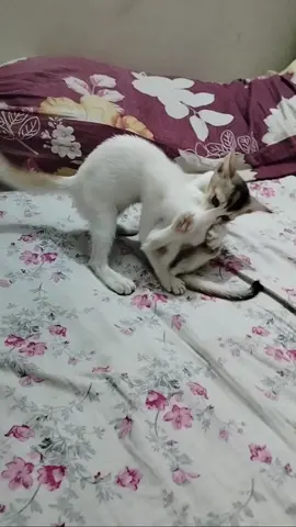 আমার বিড়াল যখন মারামারি করে।🤣🤣🤣🤣🤣🤣🤣#foryou #ผ่านมาเพียงได้รัก #foryourpage #oryoupageofficiall #viralvideotiktok @Tiktok Bangladesh @TikTok 