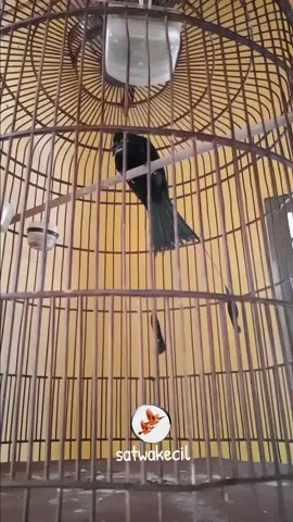 srigunting kantil  #kicaumania #gacor #sriguntingkantil #sriguntingkrantil #srigunting #masteranburung #pancinganburung #burunggacor #fypシ゚viral #viral #fyp #semuaorang #burungindonesia #bird 