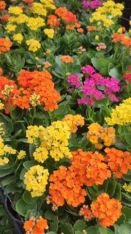 Yakin ga ngiler sama tanaman satu ini? Ready 10 Jeniss ya bunn #syaflora #tanamanhias #bunga #bungahias #livesale 