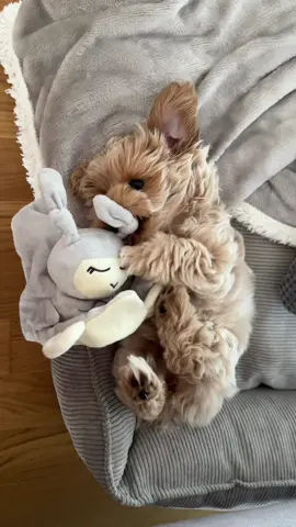 🥹🤎 #maltipoo #maltipoopuppy #maltipoolovers #maltese #poodle #dog #doglovers #pudel #pudelmix #puppy #welpe #dogsoftiktok 