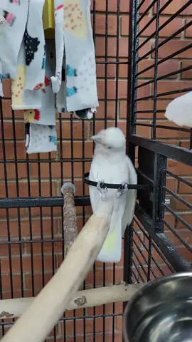 Roos practicing her morning spins! She always has to come and investigate the camera when she's done 😂. Also make sure you say hi back! #roo #roothegoffinscockatoo #goffinscockatoo #cockatoo #parrot #parrots #parrotlover #parrotlife #parrotsofinstagram #birds #birdlover #spin #goofy #parrotstars