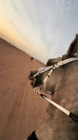 #أصيل #سعيد #العمده #خيل_وخياله🐎 #اكسبلور #explore #خيل_وخياله🐎🖤ماشاءالله_اللهم_بارك🧿❤️ #سباقات 