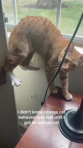 #orangecatbehavior 