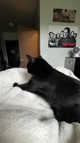 RINGO HARD AT WORK FOR THREEEEE STRAIGHT MINUTES! #cat #meow #blackcat #catsoftiktok #dormcat #biscuits 