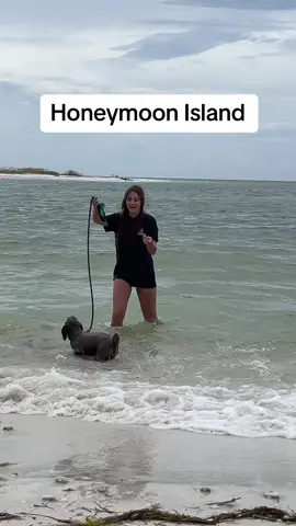 Sadie first trip to beach #dogsofttiktok #minischnoodle #sadie #beach