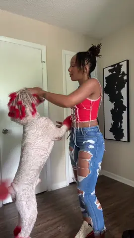 I was really just trying to show yall my OOTD #jewelsandsosa #OOTD #dogwithdreads #sosathedog #dogwithlocs #poodlesoftiktok #clingydogs #ootdfashion 