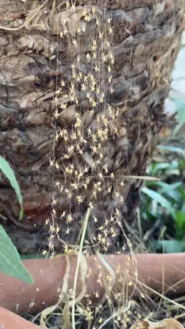 Is that the mama at the bottom?? #babyspiders #spiders 