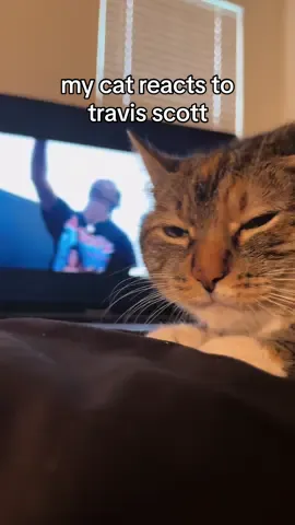 Thank you Travis Scott for reminding me about this Days Before Rodeo classic 😭🙏🔥 #travisscott #cats #hiphop #rap #raptok #cat #catsoftiktok #fyp