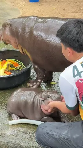 ฮิปโปน่ารักมั้ย #ฮิปโป #ขาหมูแอนด์เดอะแก๊ง #hippo #หมูเด้งจะเด้งกี่โมง #hippopotamus 