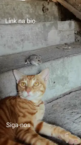 Você Não Vai Acreditar no Que Acontece Quando um Gatinho e um Ratinho Se Encontram!