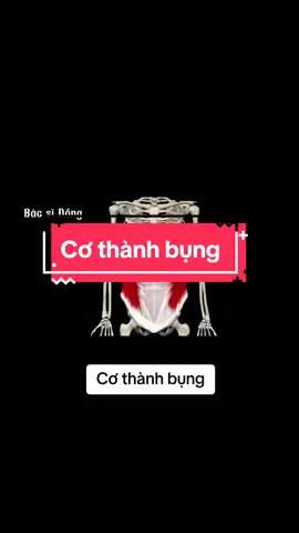Cơ thành bụng gồm cơ thẳng bụng, cơ chéo bụng trong, cơ chéo bụng ngoài và cơ ngang bụng.#xuhuong #bsdongphcn #cothanhbung 