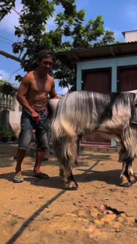 Kambing Etawa Jrabang Bernama BANGCOK Maskot Alipi Farm #kambingjumbo #kambingkontes #kambingetawa #jrabangtulungagung #sobatngaret #peternakmuda #pejrabang #pekaligesing #peranakanetawa #anggora #fyp #jumbo 