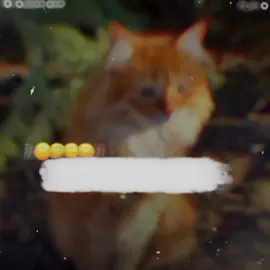 𝗕𝘂𝗿𝗮 𝗠𝗮𝘁 𝗺𝗮𝗻𝗮 𝗗𝗼𝘀𝘁🤭🙂#foryou #foryoupage #funny #funnyvideo #crew07 #100k #goviral #trending #poetry #catlover #zeesho_army 