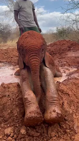 Korbessa, reminding us why we call her our ‘little frog’! Korbessa’s rescue story reveals how she earned her nickname. Whether she’s in a pool of mud, on the riverside beach, or even  perched on a log, she likes to sit with her legs splayed - more often than not her back legs crossed! Korbessa’s just joined our foster program — and you can support this special little elephant through an adoption! Link in profile or visit: sheldrickwildlifetrust.org/orphans/korbessa #SheldrickTrust #kenya #rescue #elephant #frog #SWT #sheldrickwildlifetrust #babyelephant #africa #animalrescue #mud #pool #animals 
