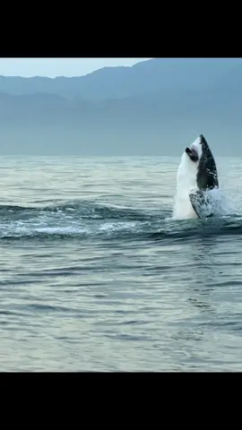 #amazinganimalsworld #wildlife #tiktok #recommendedforyou 