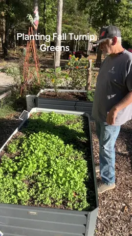 Planting Fall Turmip Greens #raisedbedgardening #vegetablegardening #gardening 