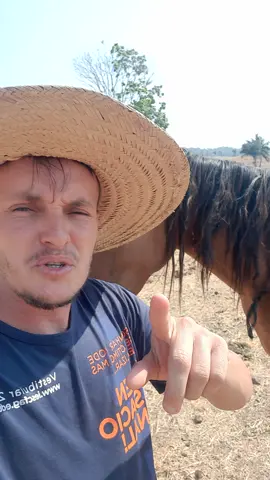 Quilina dos animais  #animal #egua #cavalo #vidanaroça  #Tocantins  #morcego 